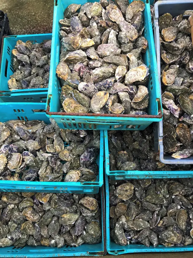 Coquillages empilés dans des caisses bleues sur un quai de port au crépuscule