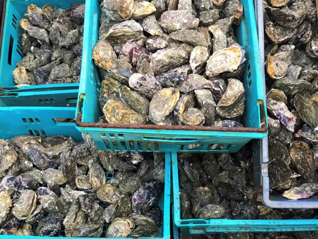 Plusieurs paniers bleus remplis d'huîtres fraîches