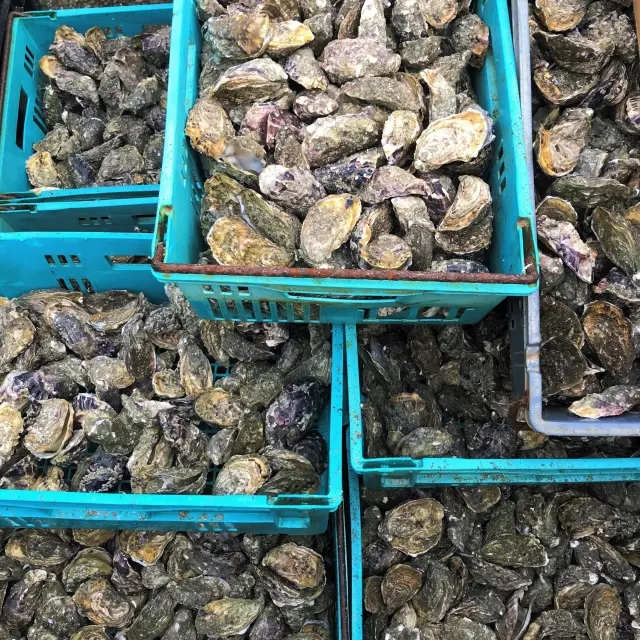 Plusieurs paniers bleus remplis d'huîtres fraîches