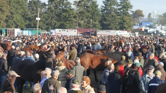 Foire aux chevaux à la foire de Gavray sur Sienne