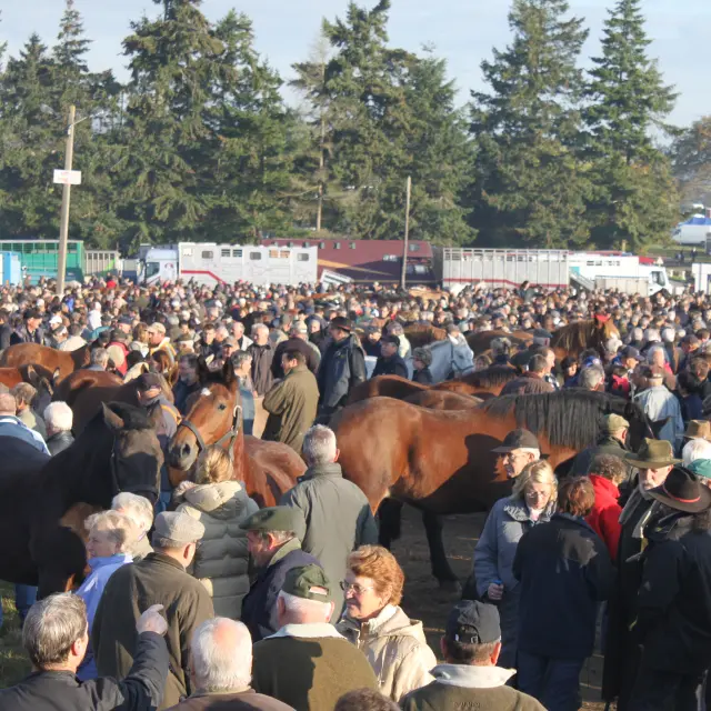 A large crowd of people surrounding horses at an outdoor event