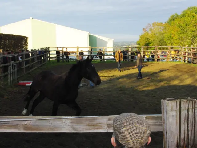 A black horse gallops in a wooden enclosure with spectators around