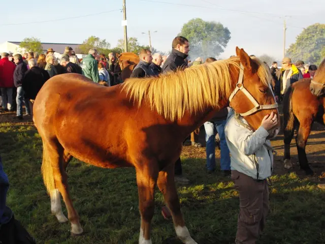 Un cheval brun à la foire de Gavray sur Sienne