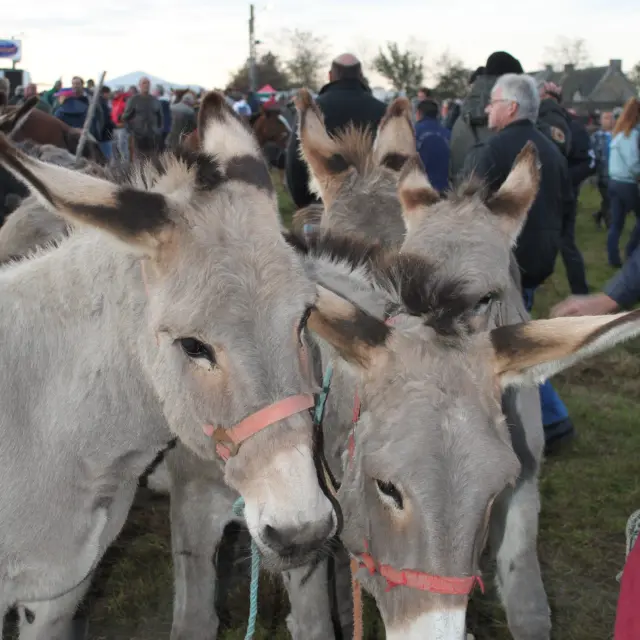 Two graying donkeys with pink harnesses at the donkey market