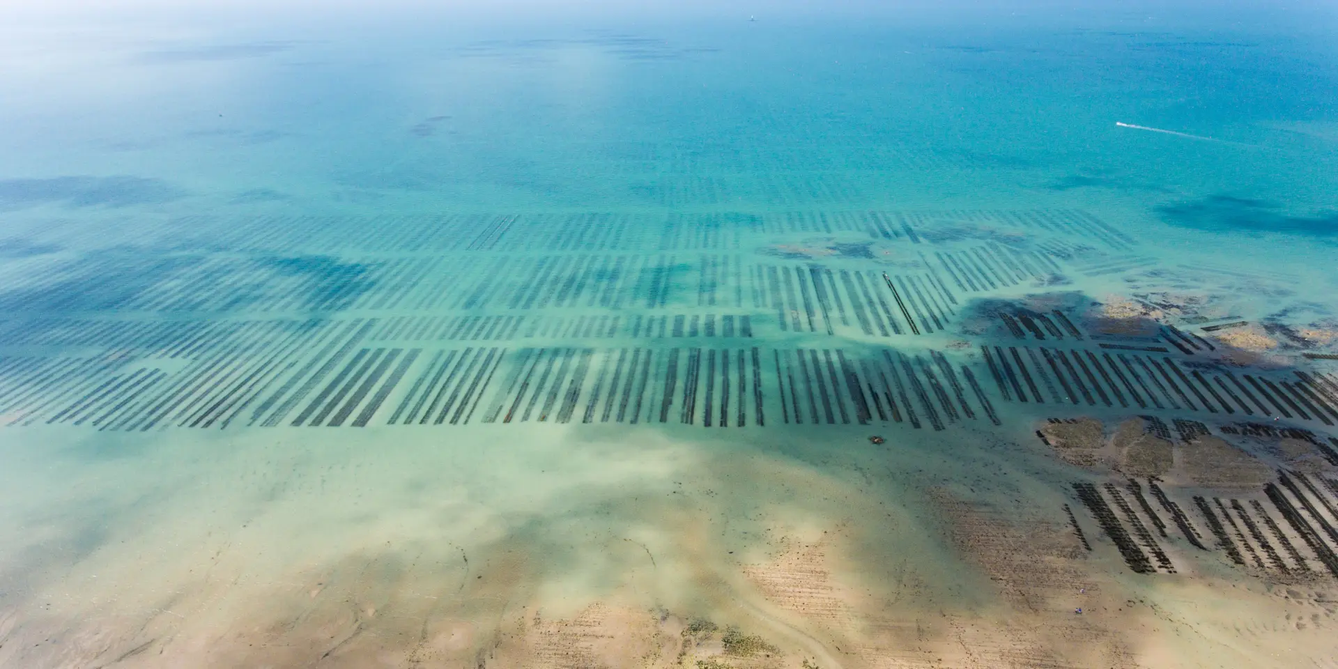 Aerial view of marine farming with lines of wooden structures in the water