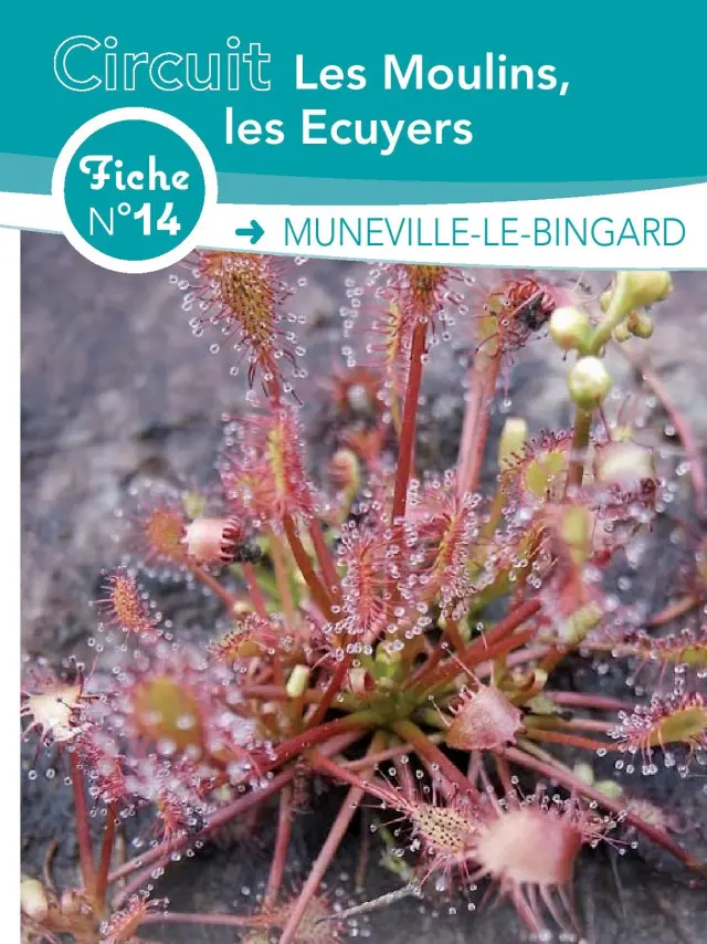 Fleischfressende Pflanze mit Tauperlen