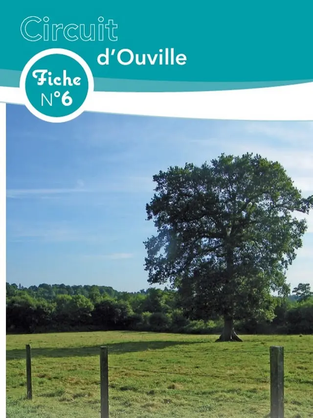 Ein großer Baum in einer grünen Wiese mit blauem Himmel