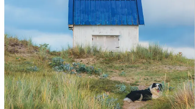 A dog walks on a path near a blue cabin