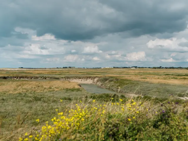 A winding water path through marshes with yellow flowers and a cloudy sky