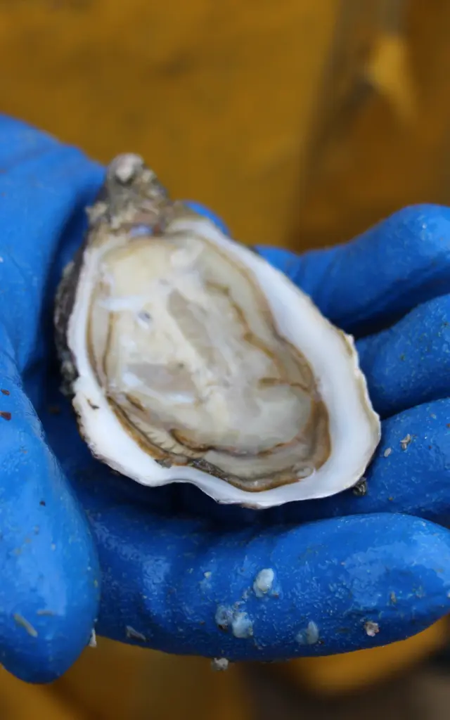 Une main gantée de bleu tient une huître ouverte