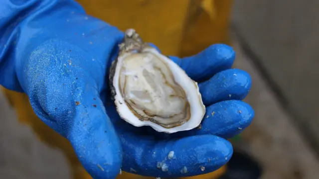 Une main gantée de bleu tient une huître ouverte