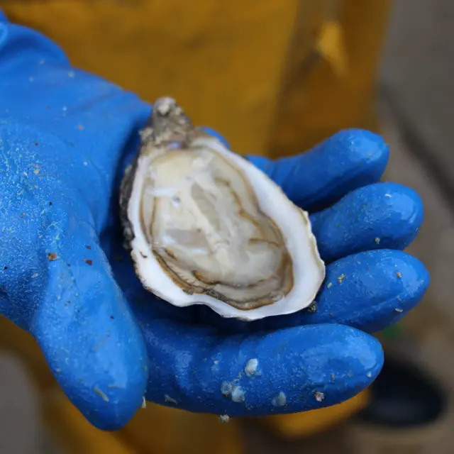 Eine blauhandschuhhand hält eine offene Auster