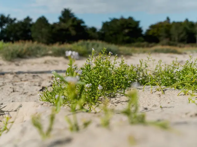 Grüne Pflanze mit weißen Blumen, die auf Sand wächst