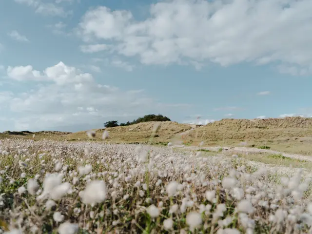 Baumwollfeld mit weißen Bäuschen und blauem Himmel mit Wolken
