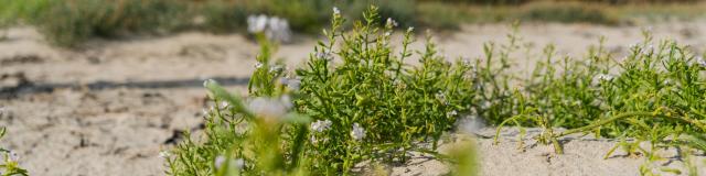 Plantes des dunes du havre de la vanlée