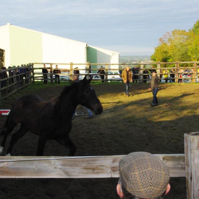 Foire Saint Luc de Gavray sur Sienne