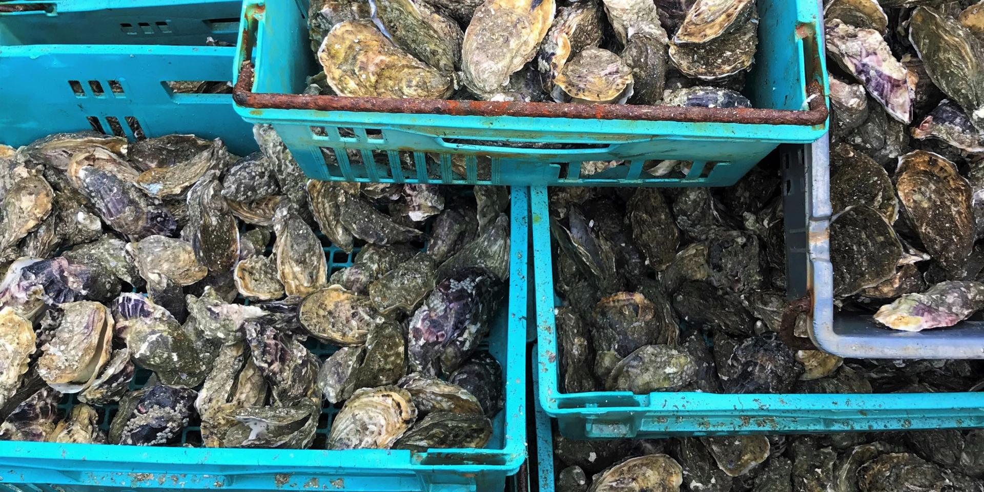 Huitres de Blainville-sur-Mer et produits du terroir de gouville-sur-Mer