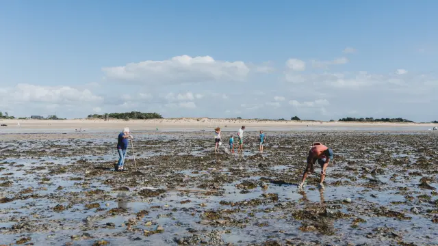 People searching for shells on a beach at low tide