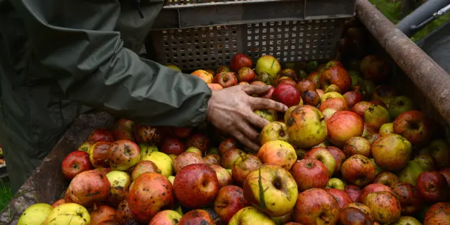 Hände sortieren Äpfel in einer Plastikkiste