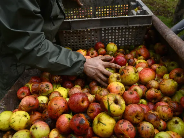 Hände sortieren Äpfel in einer Plastikkiste