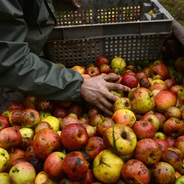 Des mains trient des pommes dans une cagette en plastique