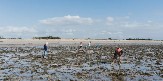 Several people walking and searching for shells on a muddy beach