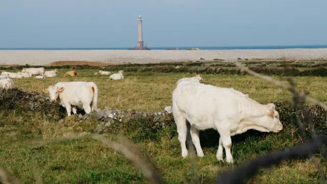 Kühe grasen in der Nähe eines Leuchtturms am Strand