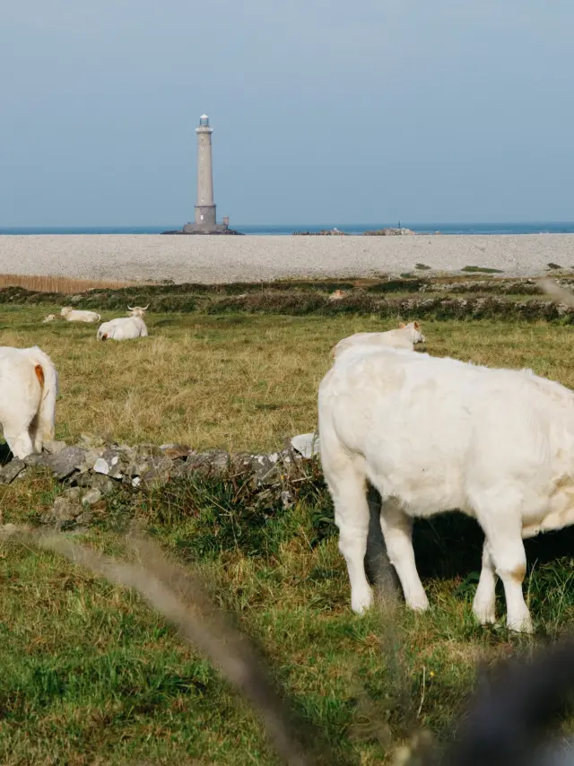 Vaches paissant près du phare de Goury
