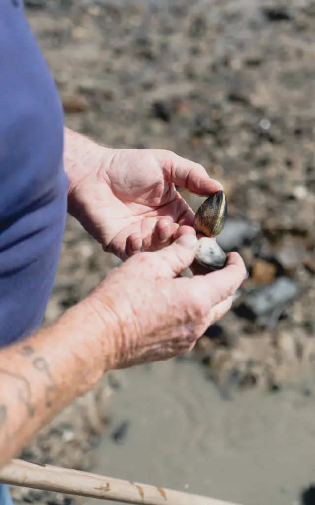 Hände halten Muscheln am Strand