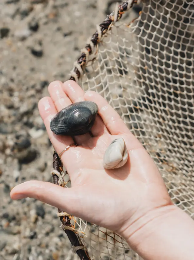 Une main tenant deux coquillages