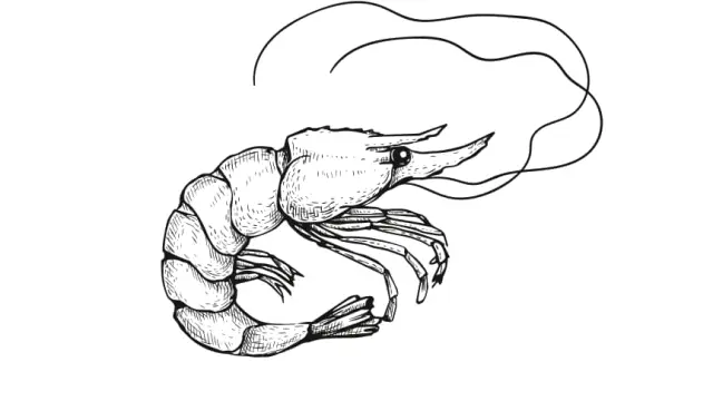 Dessin au trait d'un dragon stylisé aux ailes déployées en vol