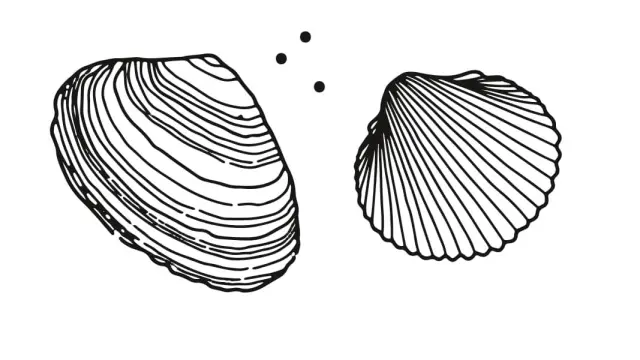 Two open shells with line patterns
