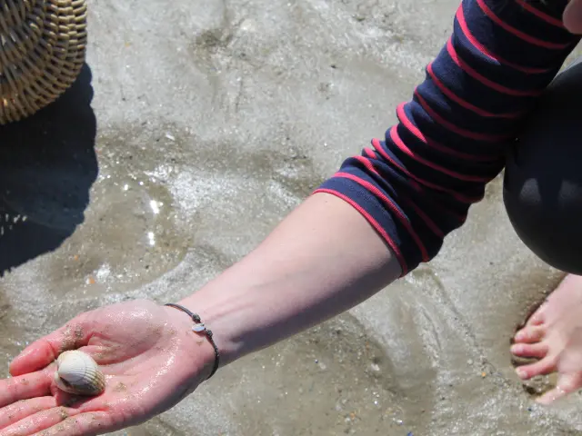 Une main tenant un coquillage sur une plage de sable à Annoville