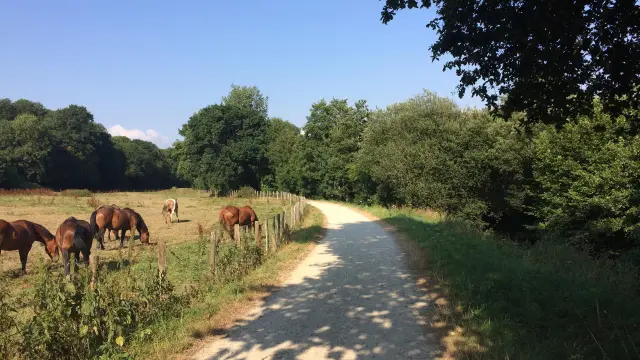 Several brown and black horses grazing near a river lined with vegetation