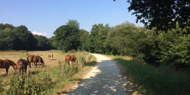 Horses grazing near a country path