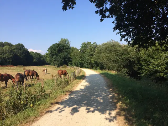 Chevaux en pâturage le long de la voie verte