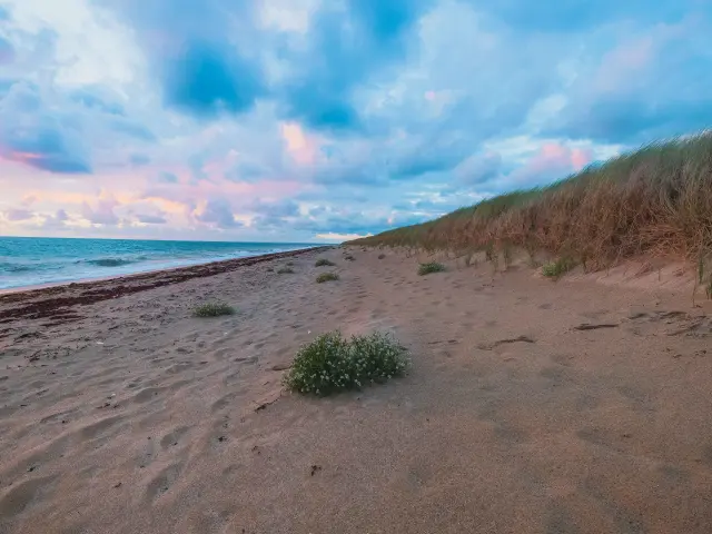 Plage de sable avec une petite plante et des dunes d'herbe