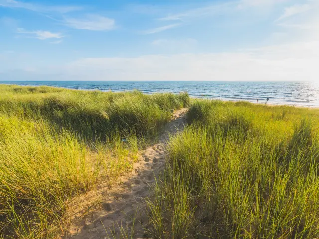 Sand path leading to a beach with green grass on both sides