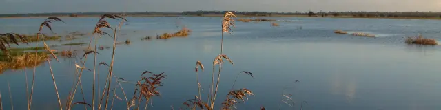 Serene lake with reeds and a blue sky at sunset