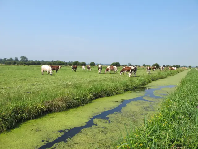 A group of cows grazing in a green field with a small stream