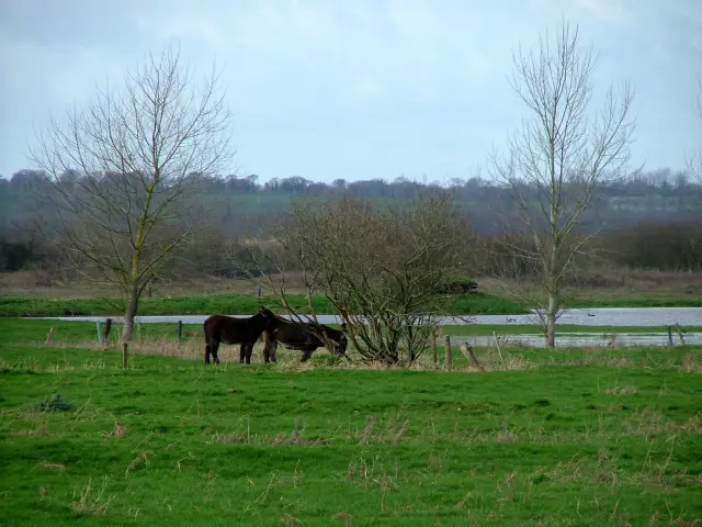 Marais d'hiver entre Gorges et Méautis