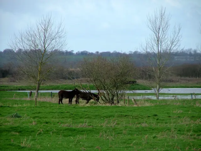 Two horses grazing in a green meadow with trees and a stream in the background