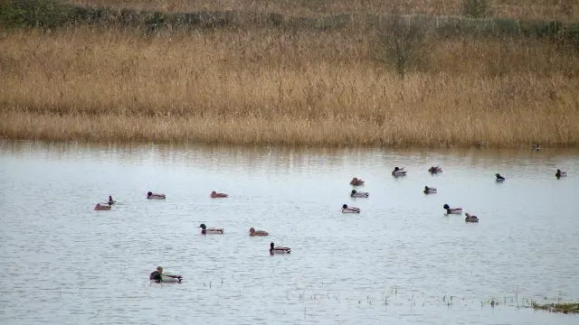 A group of ducks swimming in a pond surrounded by tall grass