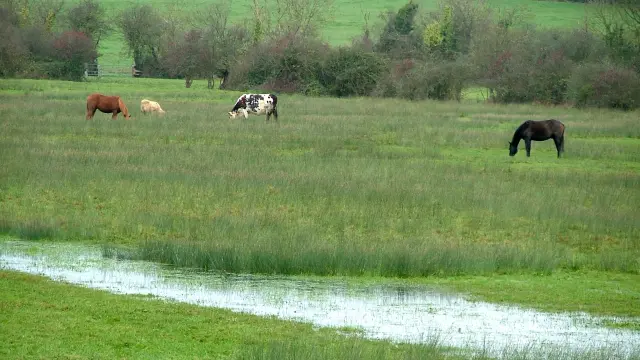 Green fields with horses and cows grazing near a small pond