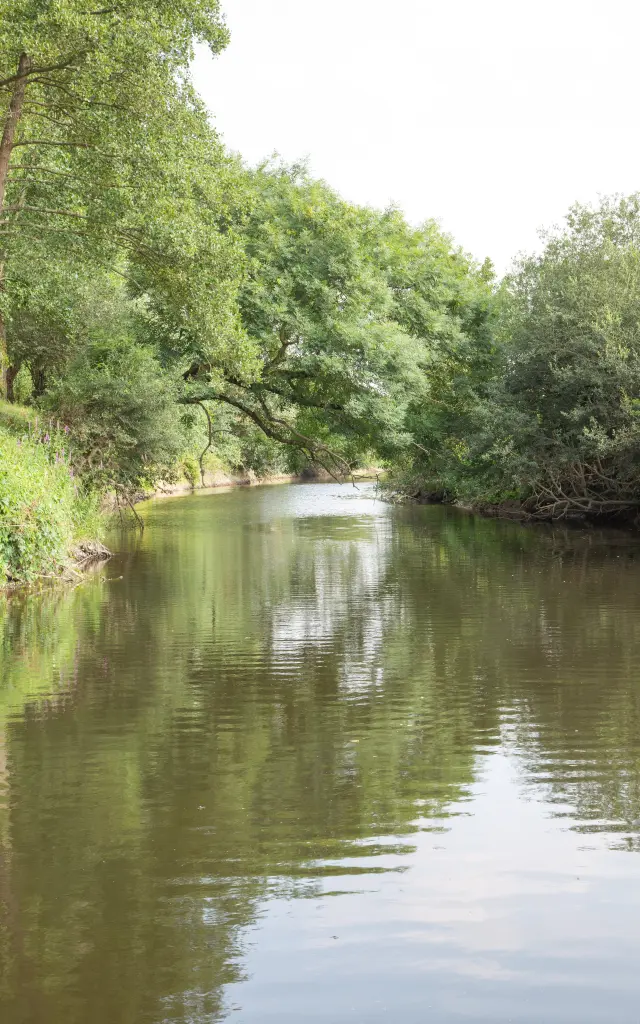 Une rivière calme entourée d'arbres verts luxuriants