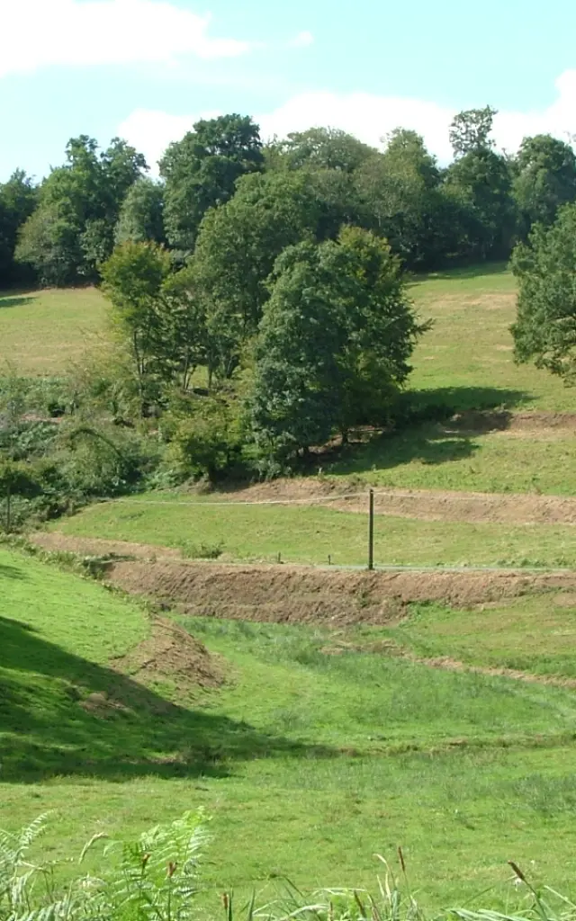Champ herbeux avec des arbres dans le bocage