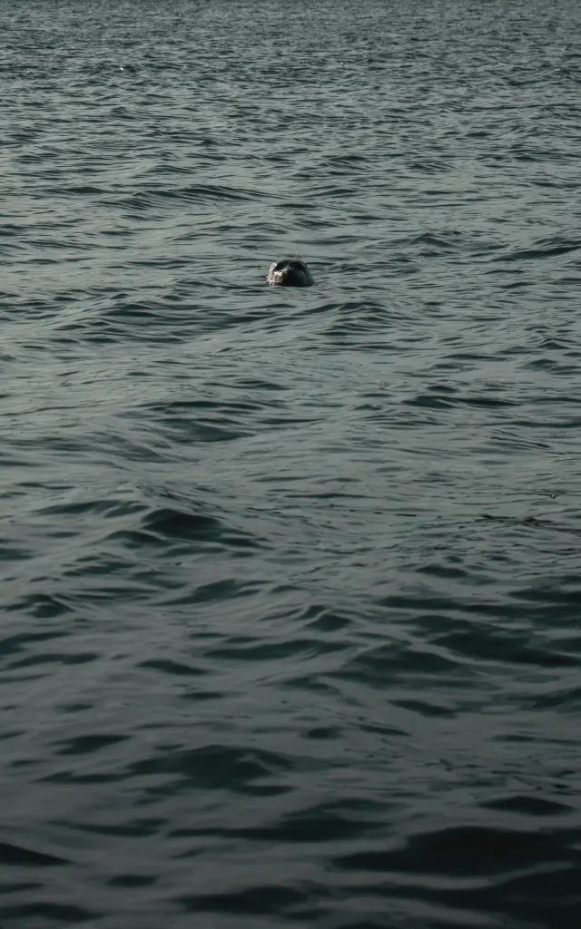 Tête d'un phoque émergée de l'eau