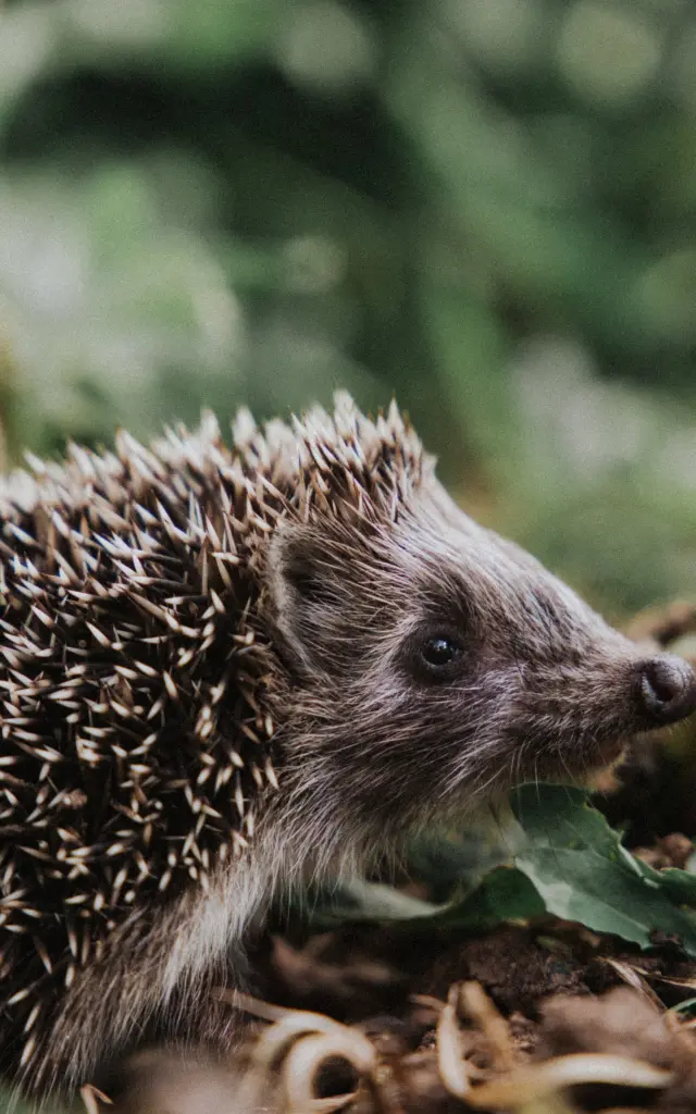 Un hérisson avec ses piquants pointus
