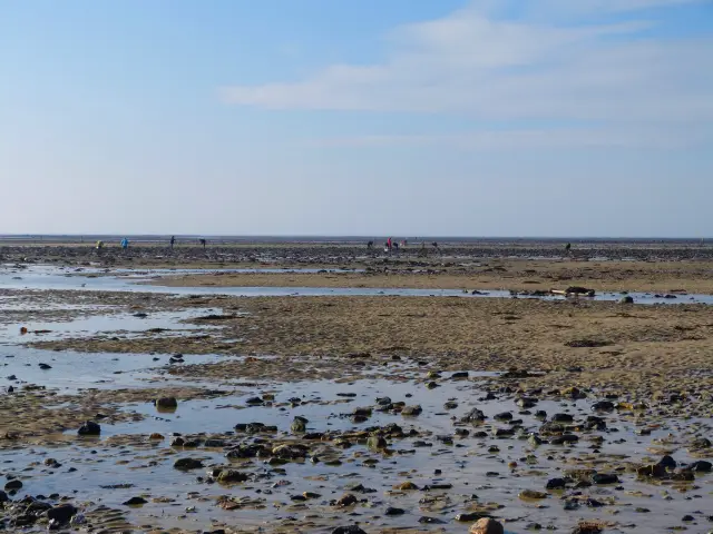 Pêche à pied à marée basse