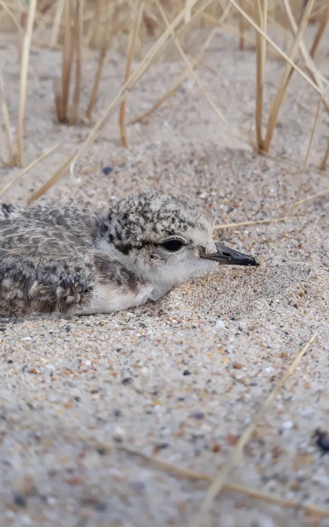 Gravelot a collier interrompu oisillon